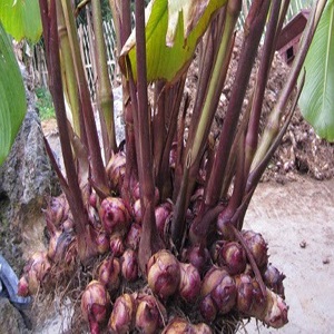 Product Info Image 3